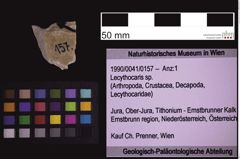 Foto (Objekt + Etiketten) von Lecythocaris sp. (NHMW-GEO-1990-0041-0157)